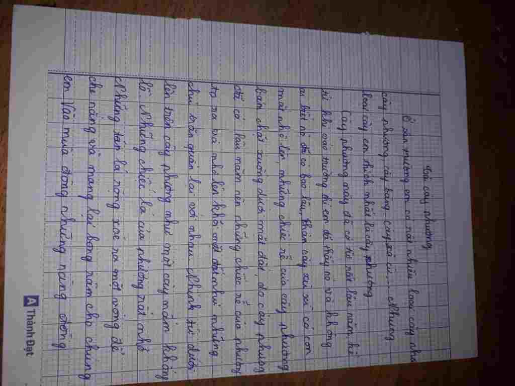bai-van-ta-ve-cay-phuong-lop-4-nhe