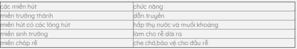 hay-neu-cau-tao-cua-re-va-chuc-nang-cua-tung-bo-phan-cua-re