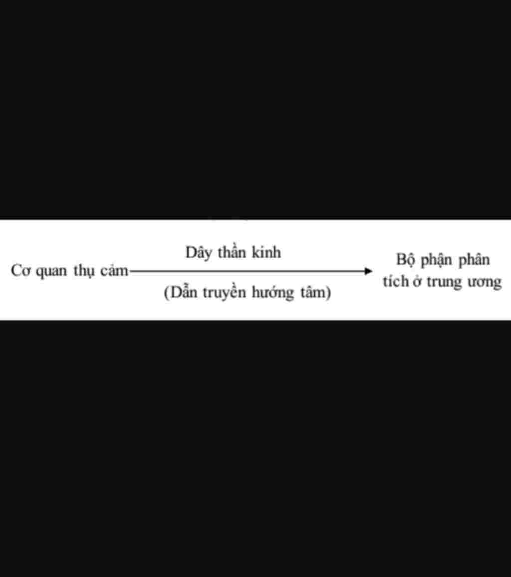 ve-so-do-tu-duy-bai-co-quan-phan-tich-thi-giac-va-ve-sinh-mat-sinh-hoc-8