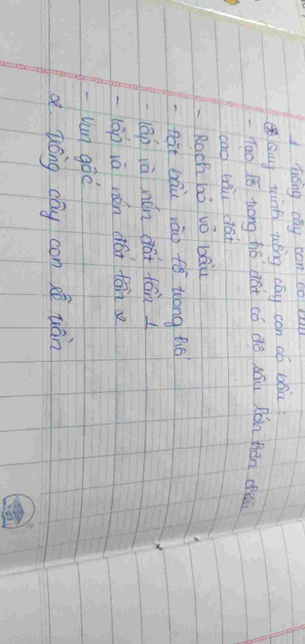 cau-1-neu-quy-trinh-trong-rung-bang-cay-con-co-bau-va-re-tran-cau-2-neu-thoi-vu-trong-rung-o-nuo