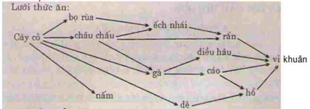 cay-co-cao-cao-tho-ech-chim-an-sau-dai-bang-ran-vi-sinh-vat-thuc-vat-sau-cay-nai-ho-chuot-ran-da