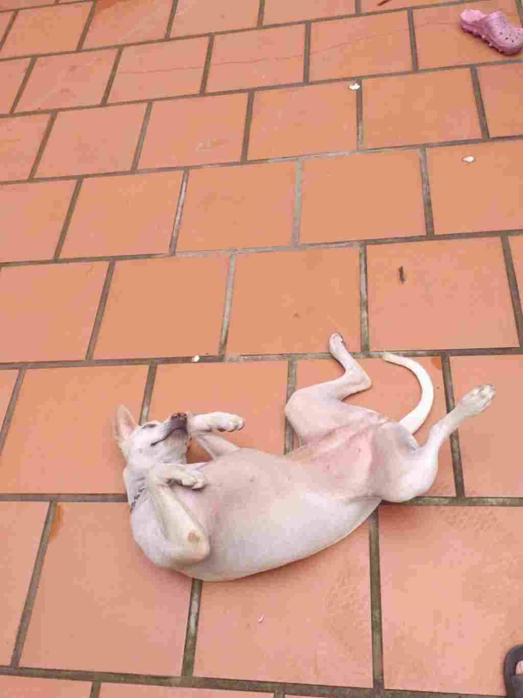 ve-mot-con-cho-cute-nha-hinh-anh-duoi-chi-mang-tinh-chat-minh-hoa