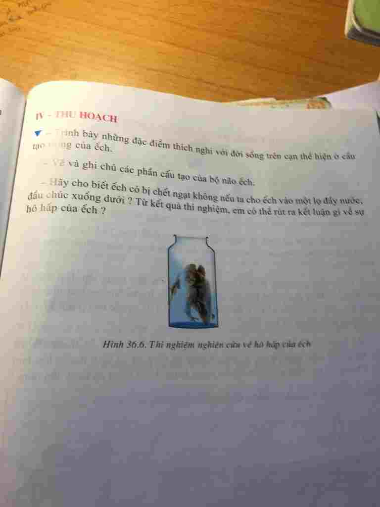 trinh-bay-nhung-dac-diem-thich-nghi-voi-doi-song-tren-can-the-hien-o-cau-tao-trong-cua-ech-ve-va