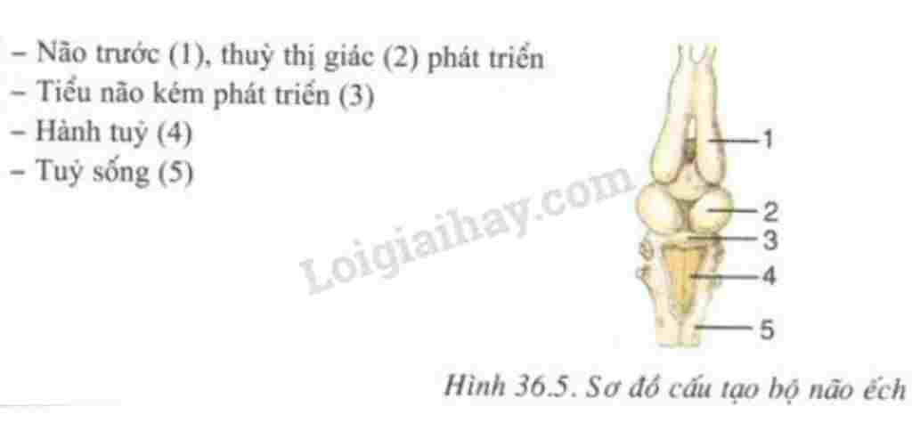 trinh-bay-nhung-dac-diem-thich-nghi-voi-doi-song-tren-can-the-hien-o-cau-tao-trong-cua-ech-ve-va