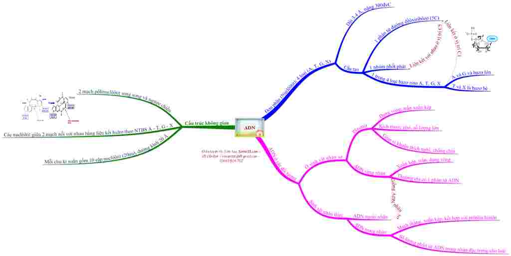 ve-so-do-tu-duy-adn-va-gen