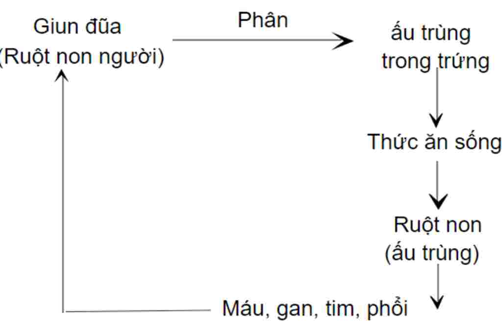 ve-so-do-vong-doi-cua-giun-dua