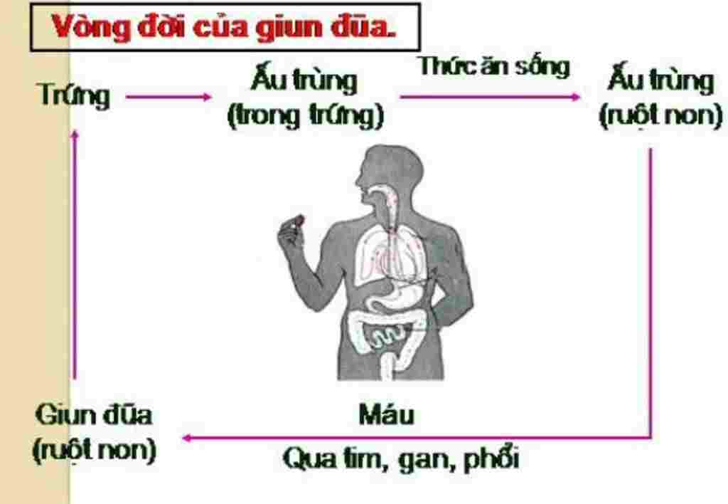 ve-so-do-vong-doi-cua-giun-dua
