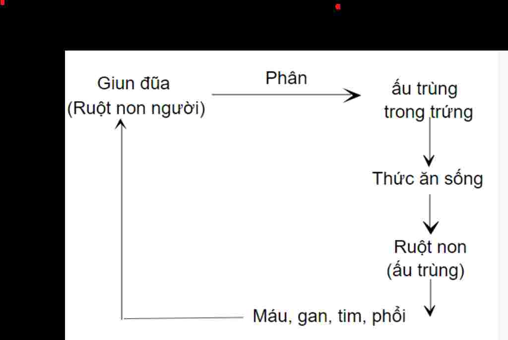 ve-so-do-vong-doi-giun-dua-giup-a