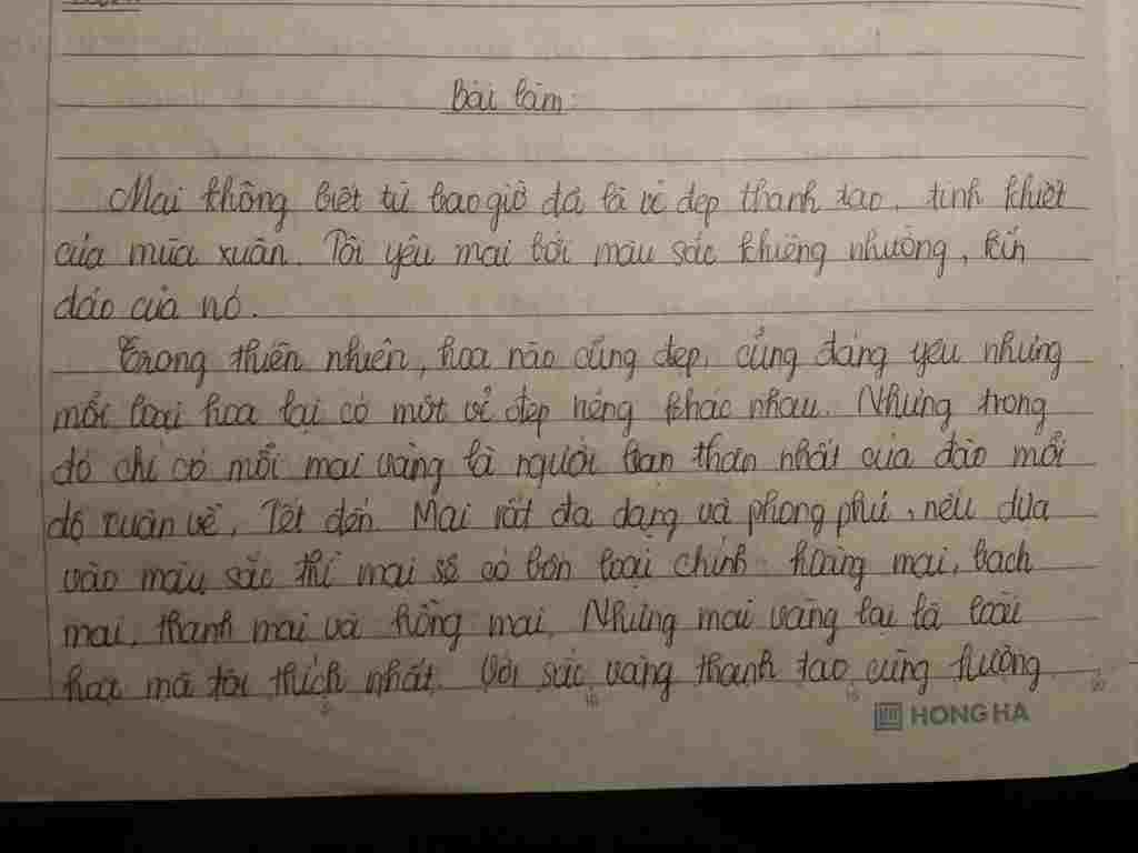 thuyet-minh-ve-cay-hoa-mai-ngay-tet-a