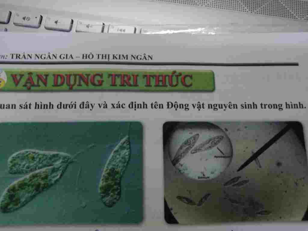 trung-roi-anh-noi-song-dinh-duong-ho-hap-bai-tiet-sinh-san-trung-bien-hinh-noi-song-di-chuyen-gi